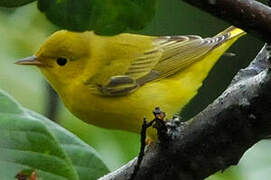 Mangrove Warbler