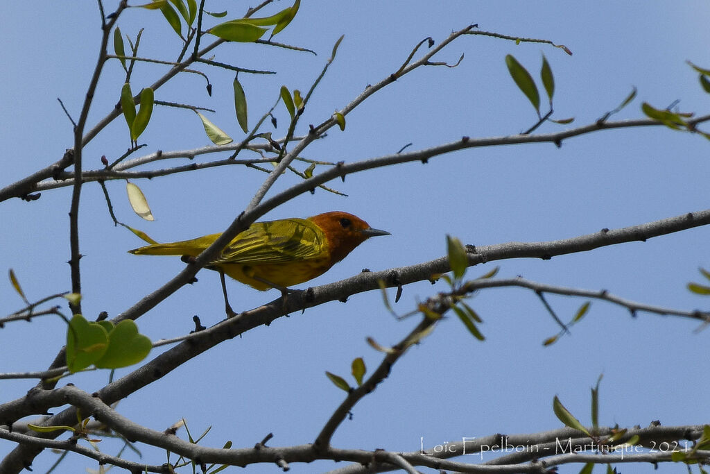 Paruline des mangroves