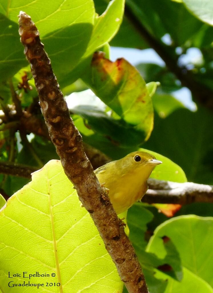 Mangrove Warbler