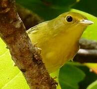 Mangrove Warbler