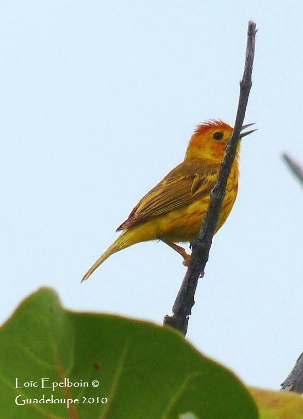 Mangrove Warbler