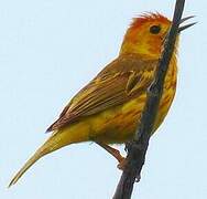 Mangrove Warbler