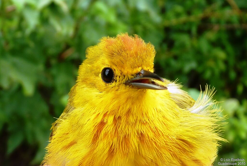 Mangrove Warbler