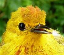 Mangrove Warbler