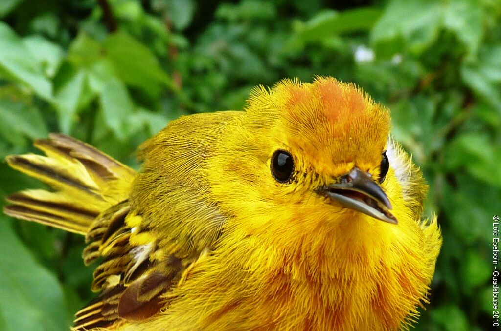 Mangrove Warbler