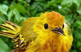 Mangrove Warbler