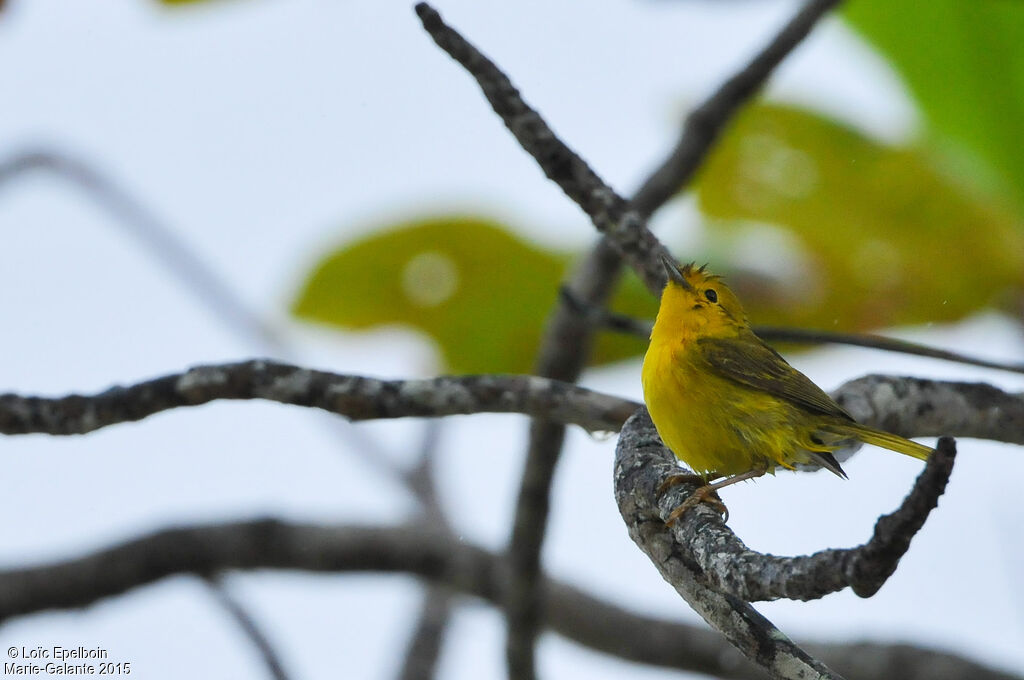 Paruline des mangroves