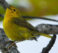 Mangrove Warbler