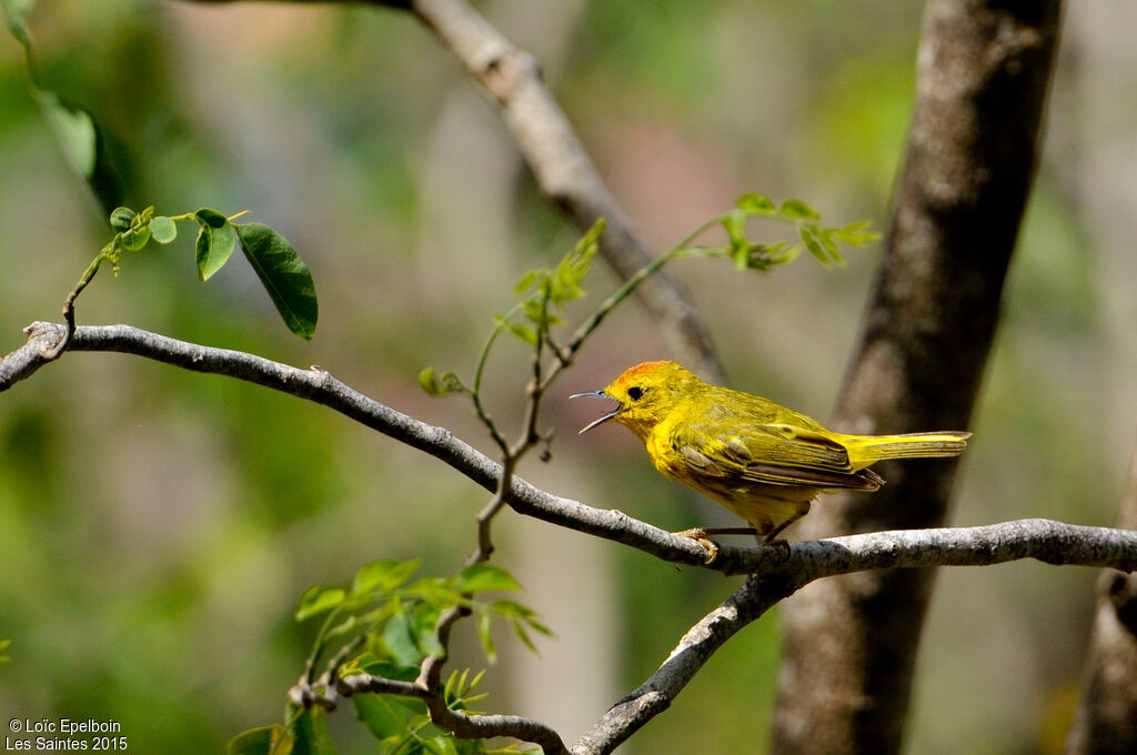 Mangrove Warbler