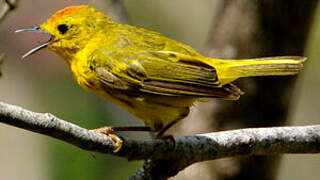 Mangrove Warbler