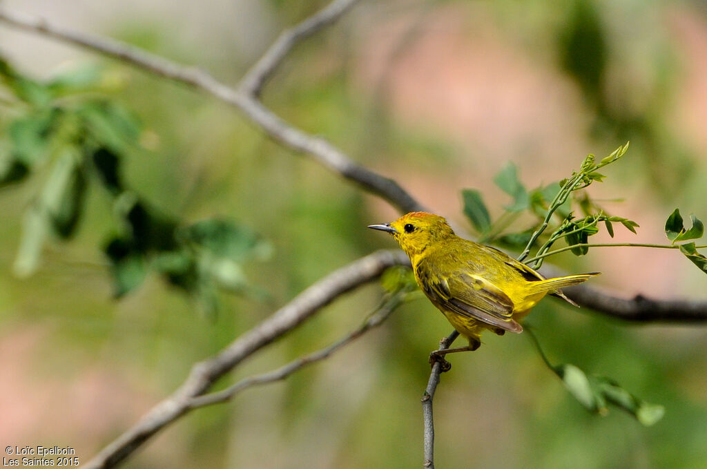 Mangrove Warbler