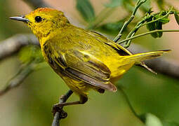 Mangrove Warbler