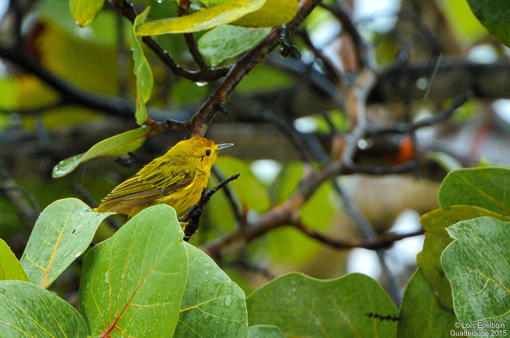 Paruline des mangroves