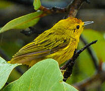 Mangrove Warbler