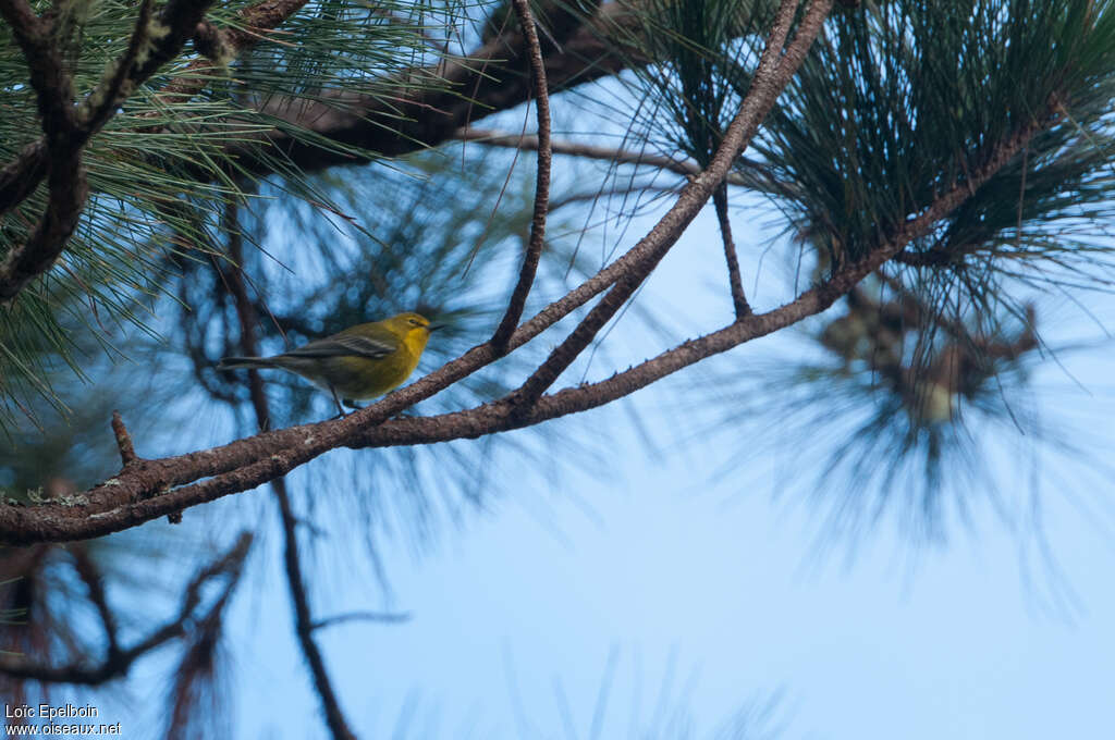 Paruline des pins mâle adulte, habitat