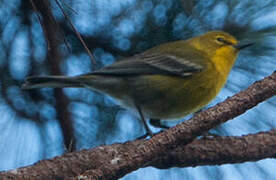 Pine Warbler