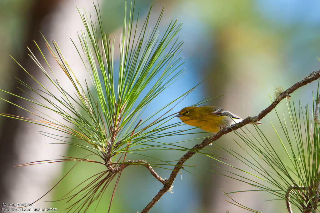 Pine Warbler