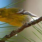 Paruline des pins