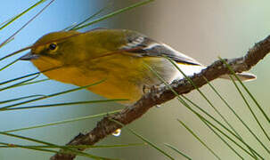 Pine Warbler