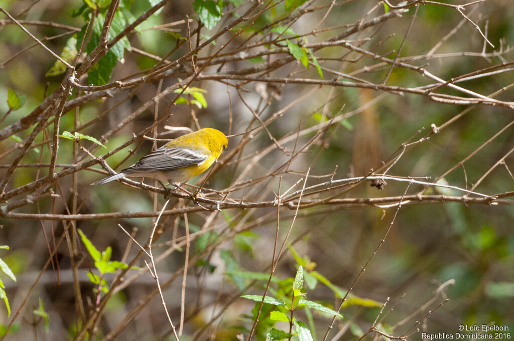 Pine Warbler