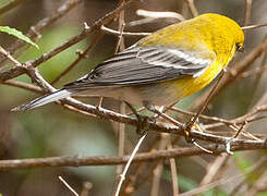 Pine Warbler