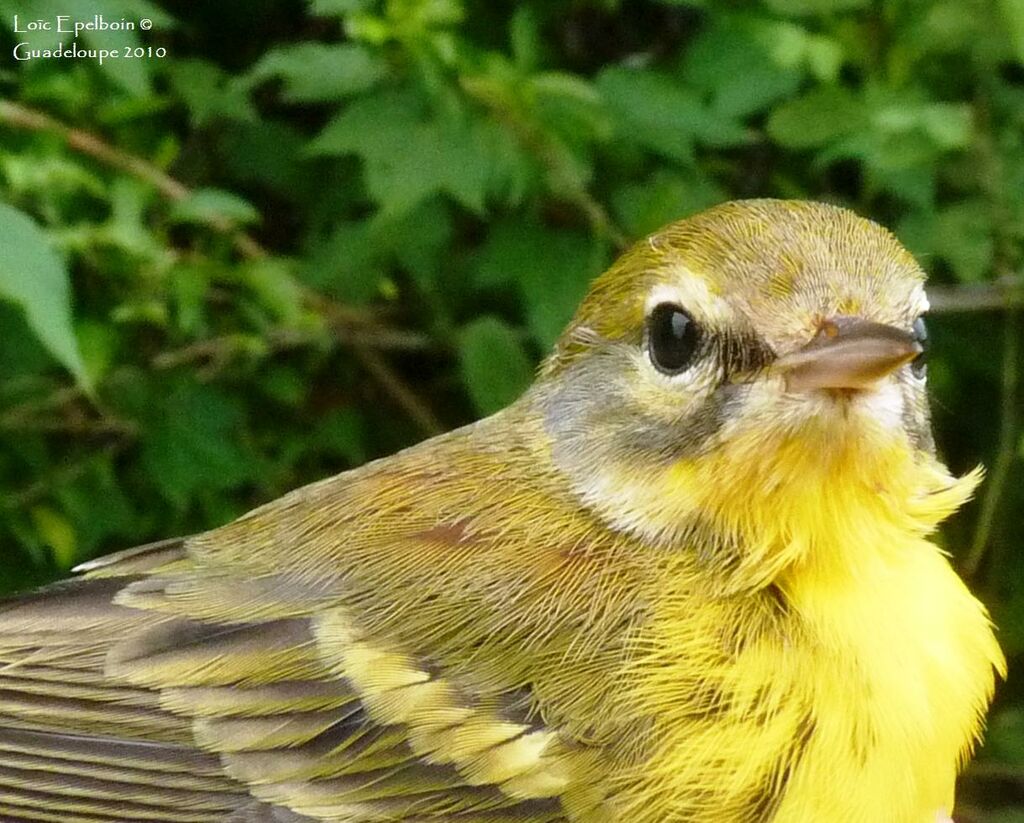 Prairie Warbler