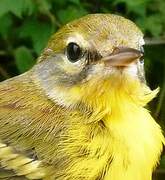 Prairie Warbler