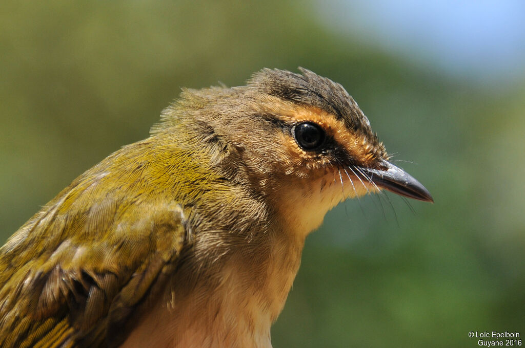 Riverbank Warbler