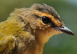 Riverbank Warbler