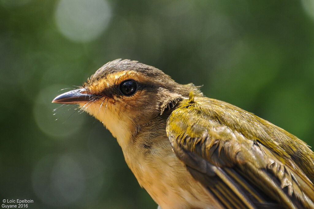 Riverbank Warbler