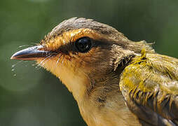 Riverbank Warbler