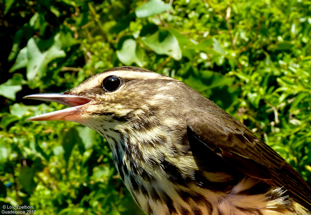 Paruline des ruisseaux