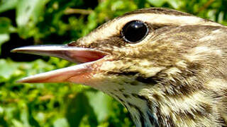 Northern Waterthrush