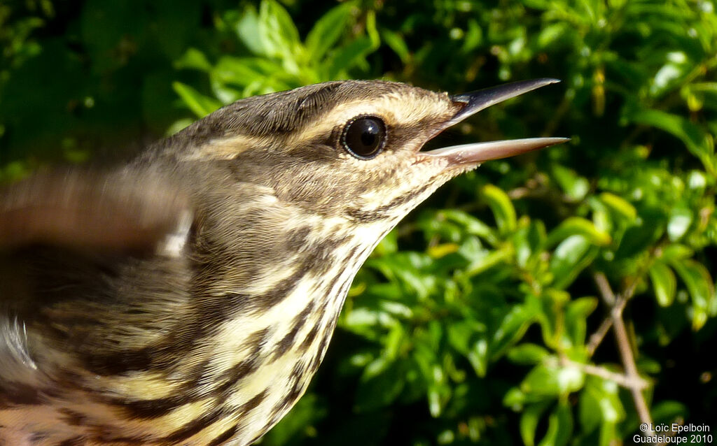 Northern Waterthrush