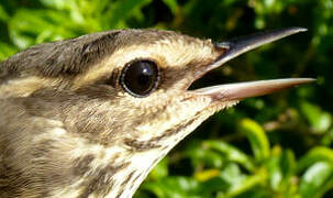 Northern Waterthrush