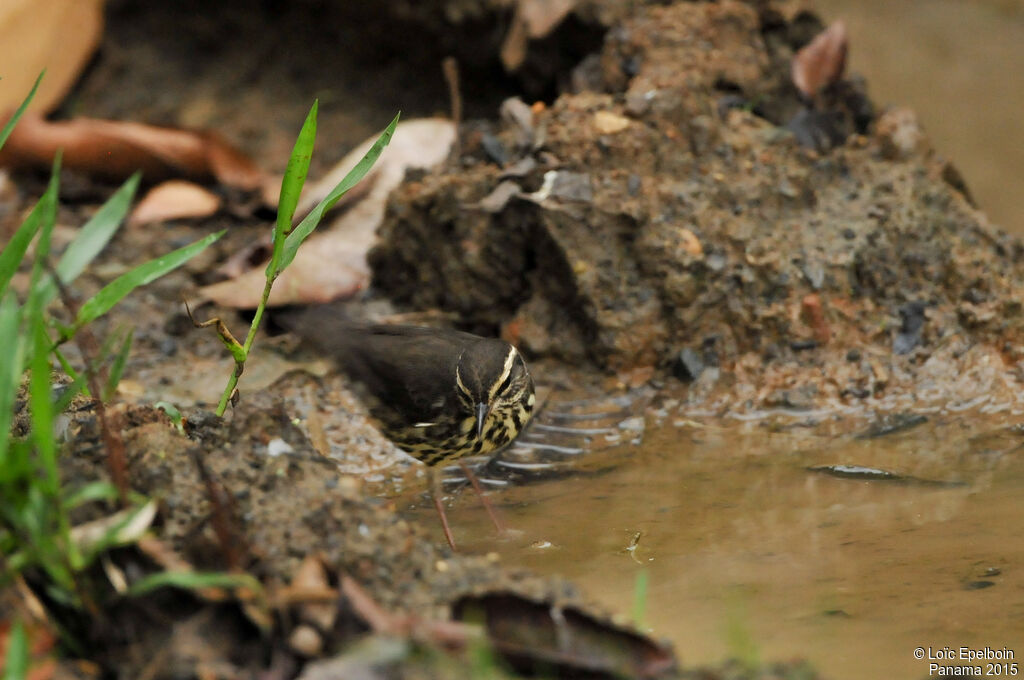 Northern Waterthrush