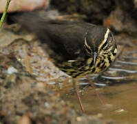 Northern Waterthrush