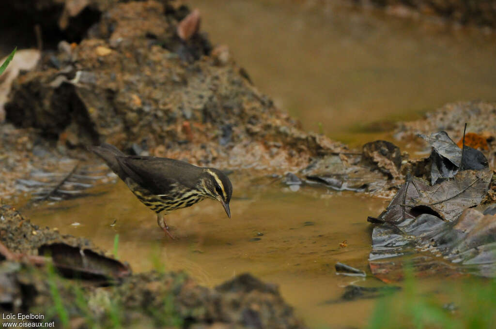 Northern Waterthrush