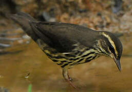 Northern Waterthrush