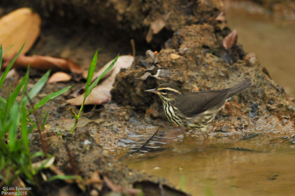 Paruline des ruisseaux