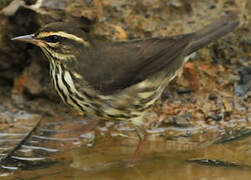 Northern Waterthrush