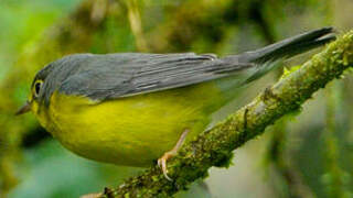 Canada Warbler