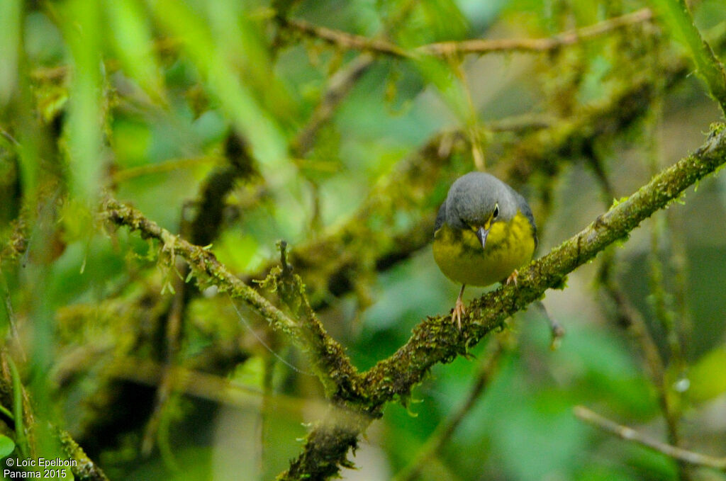 Canada Warbler