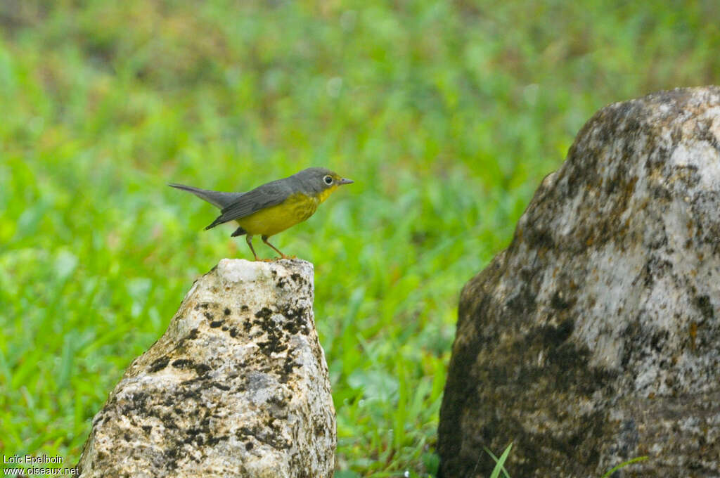 Canada Warbler