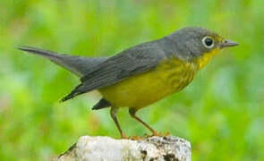 Canada Warbler