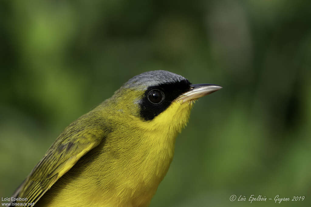 Masked Yellowthroat male adult, close-up portrait