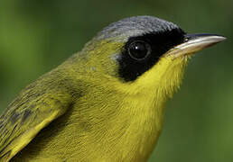 Masked Yellowthroat