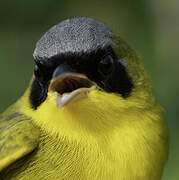 Masked Yellowthroat