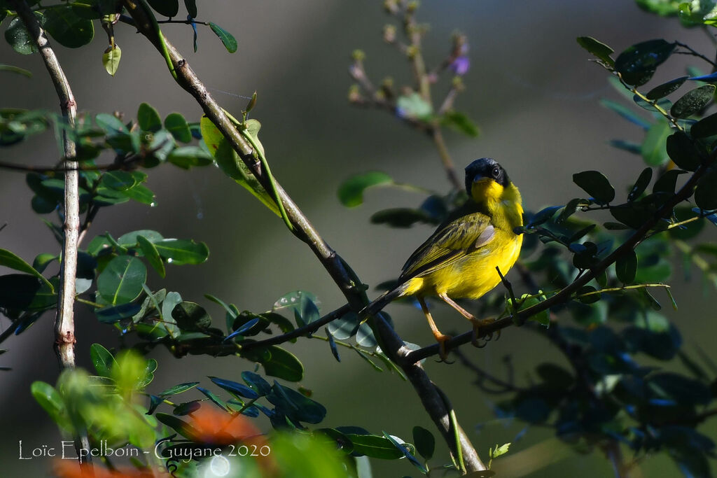 Masked Yellowthroat