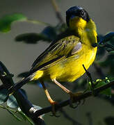 Masked Yellowthroat